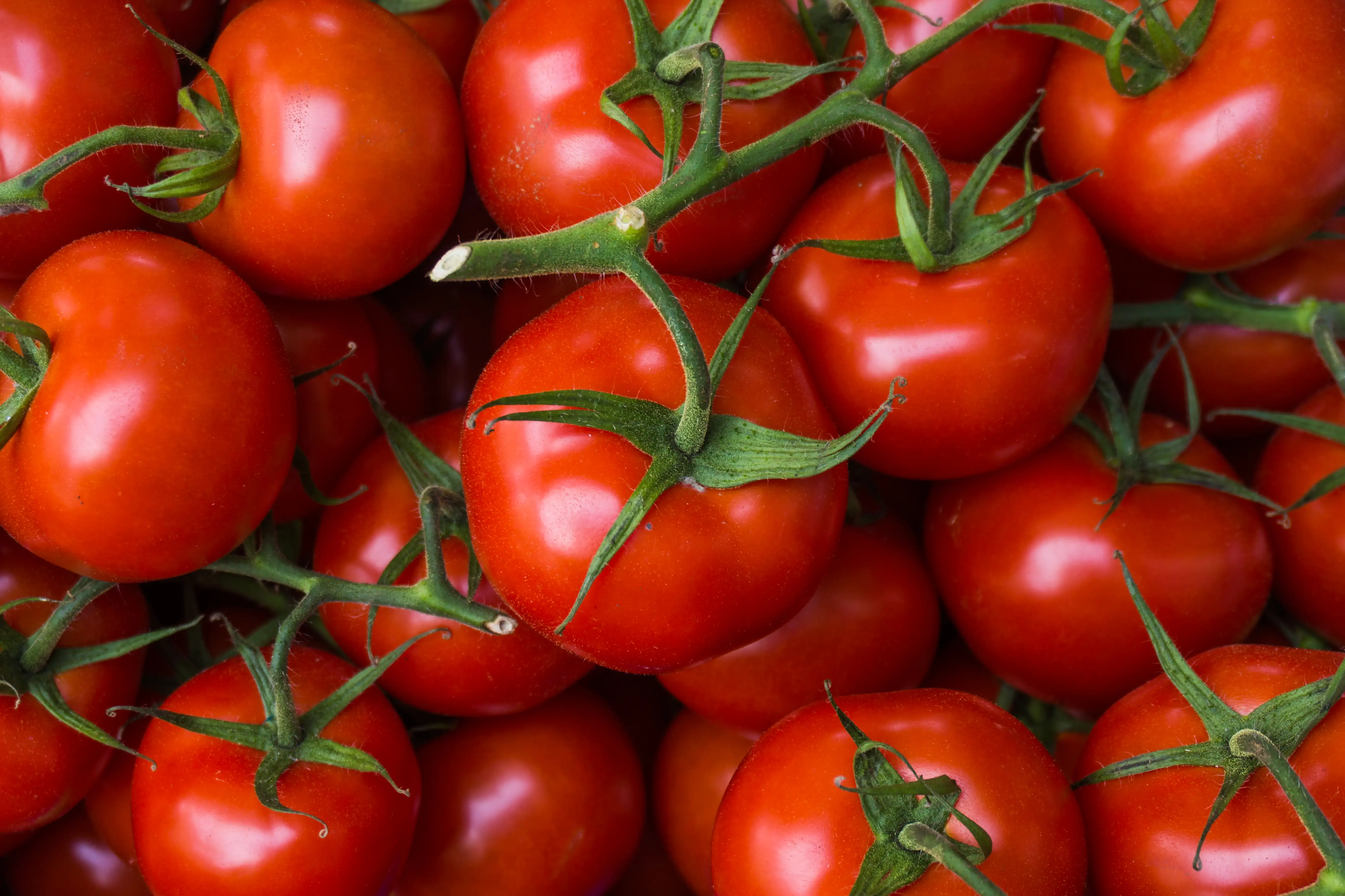 a pile of tomatoes